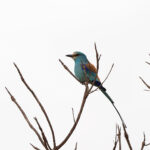 Abysinnian Roller (image by Diedert Koppenol)