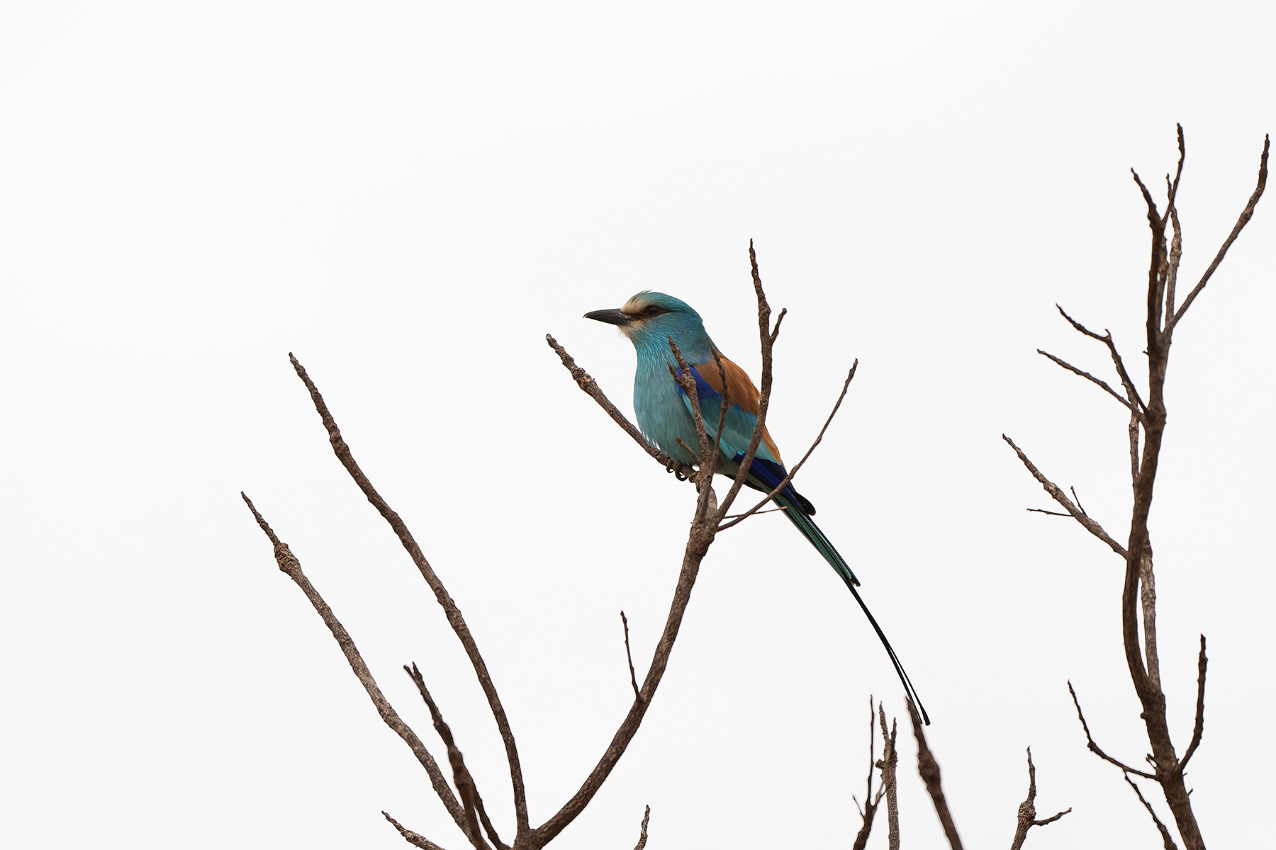 Abysinnian Roller (image by Diedert Koppenol)