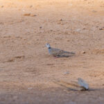Adamawa Turtle Dove (image by Diedert Koppenol)