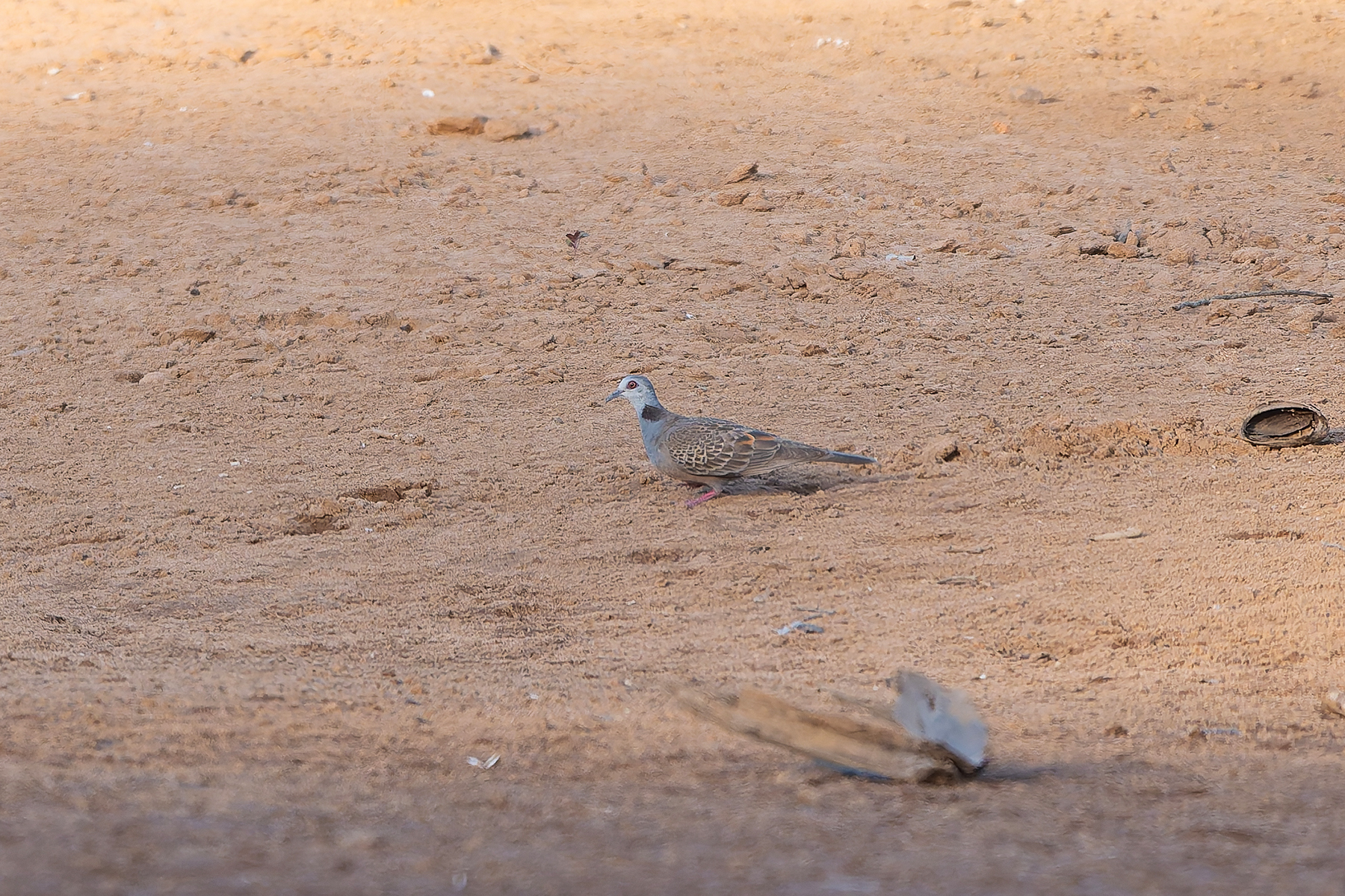 Adamawa Turtle Dove (image by Diedert Koppenol)