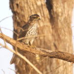 African Cuckoo-Hawk (image by Martin Hale)