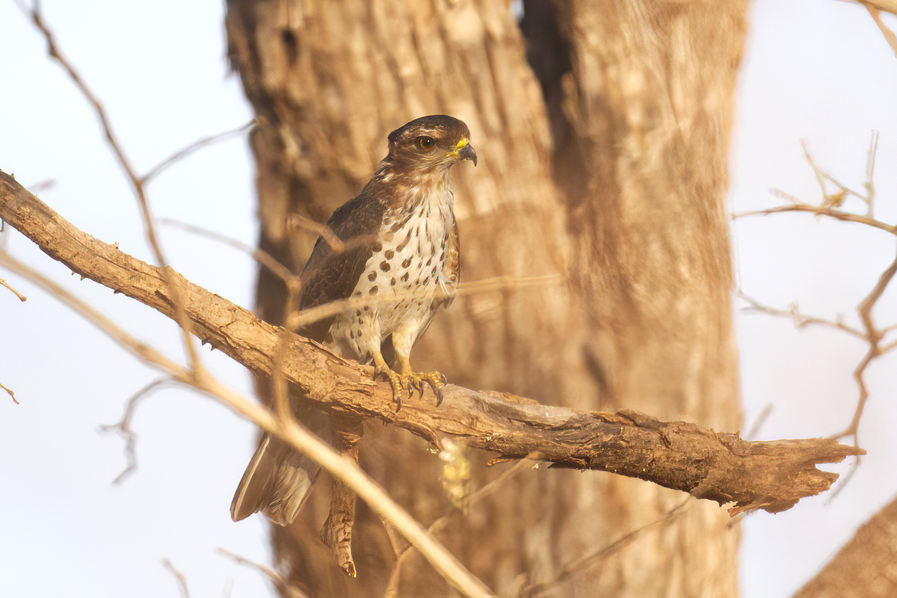 African Cuckoo-Hawk (image by Martin Hale)