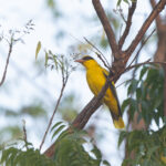 African Golden Oriole (image by Diedert Koppenol)