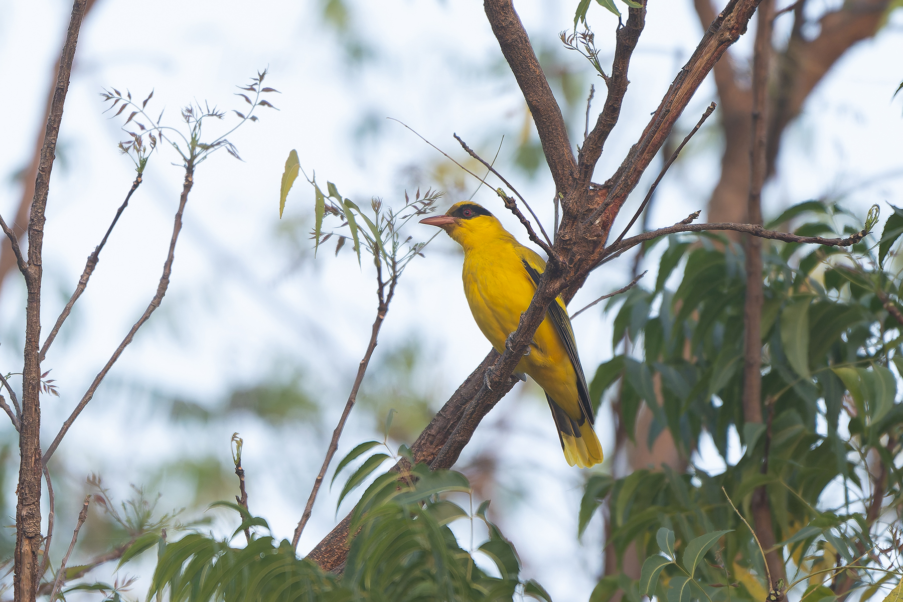 African Golden Oriole (image by Diedert Koppenol)