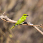 African Green Bee-eater (image by Diedert Koppenol)