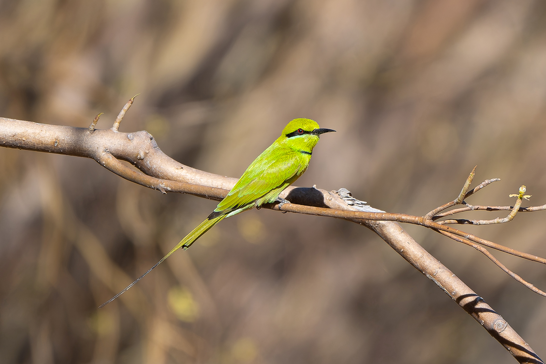 African Green Bee-eater (image by Diedert Koppenol)