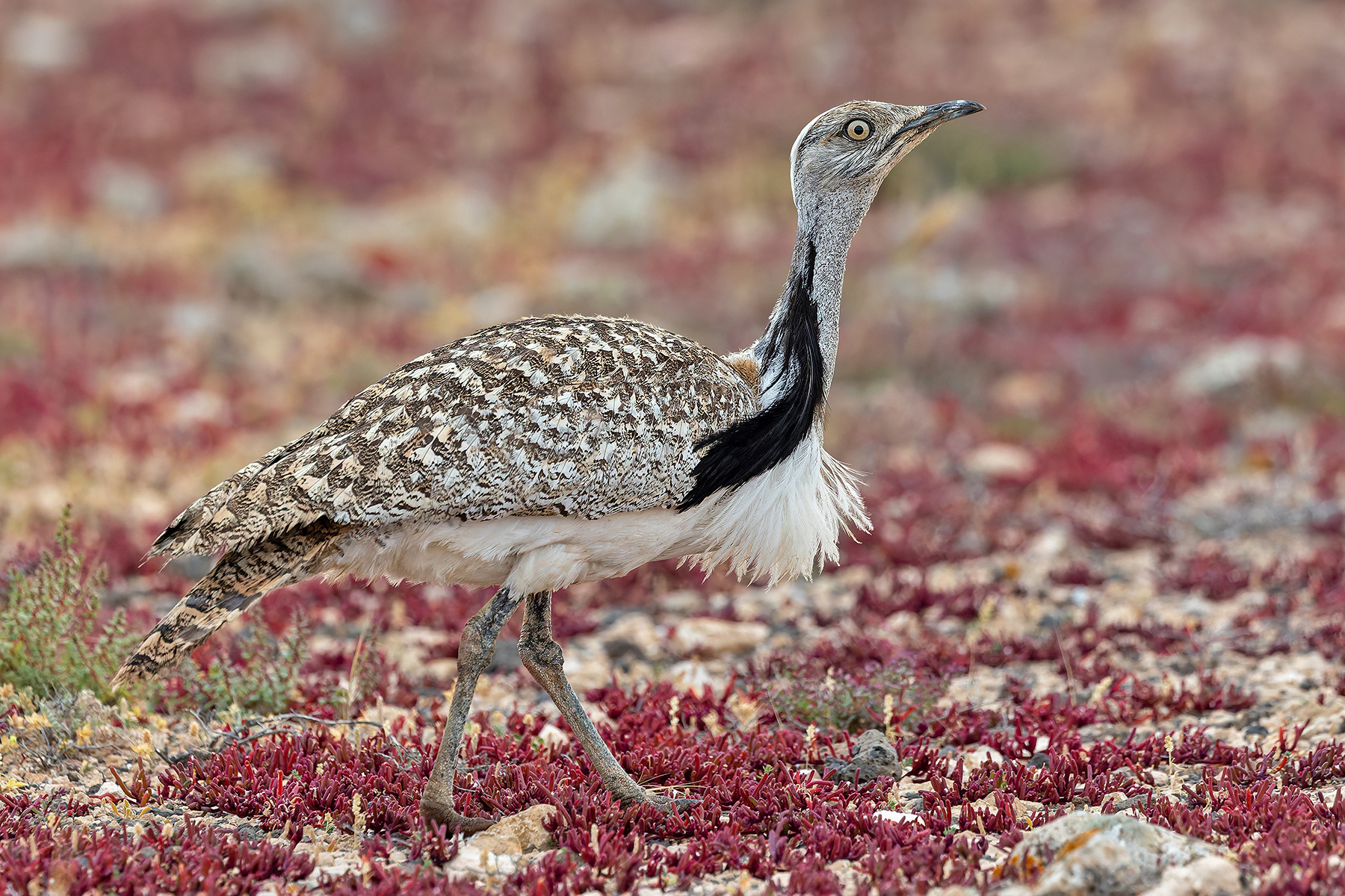African Houbara (image by Pete Morris)