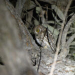 African Scops Owl (image by Diedert Koppenol)
