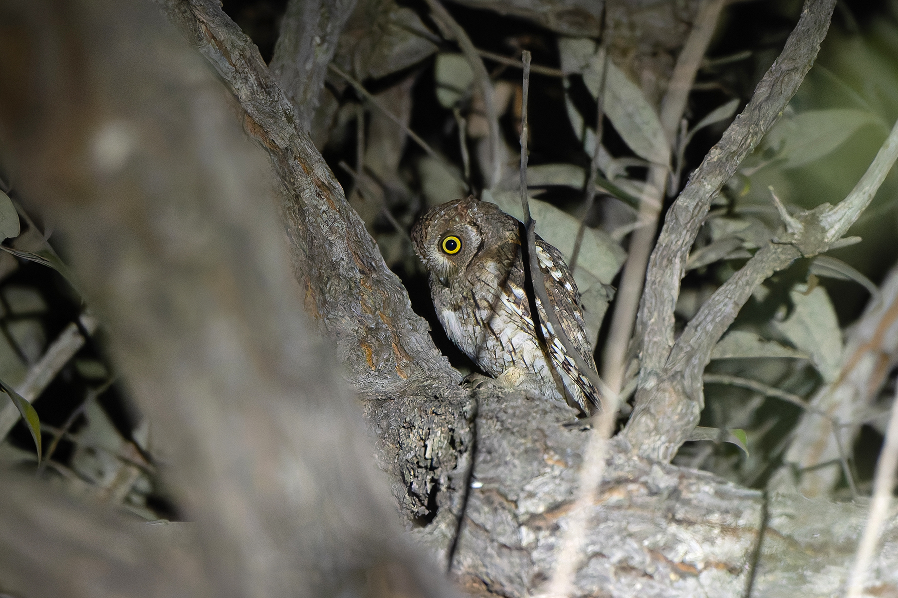 African Scops Owl (image by Diedert Koppenol)