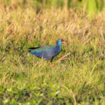 African Swamphen (image by Diedert Koppenol)