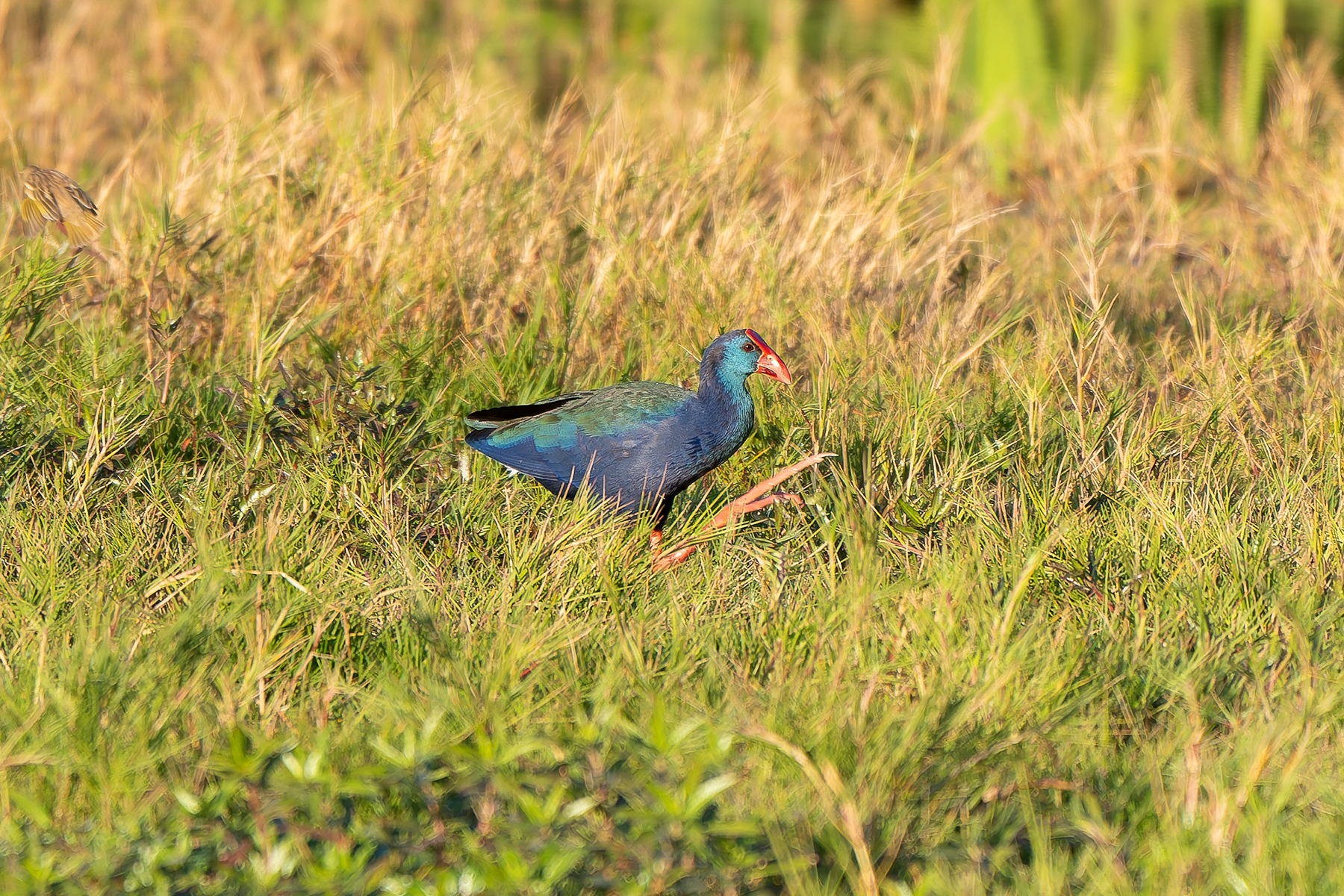 African Swamphen (image by Diedert Koppenol)