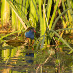 Allen's Gallinule (image by Diedert Koppenol)