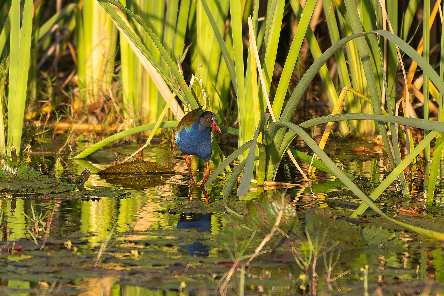 Allen's Gallinule (image by Diedert Koppenol)