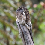 Andean Potoo (image by Trevor Ellery)