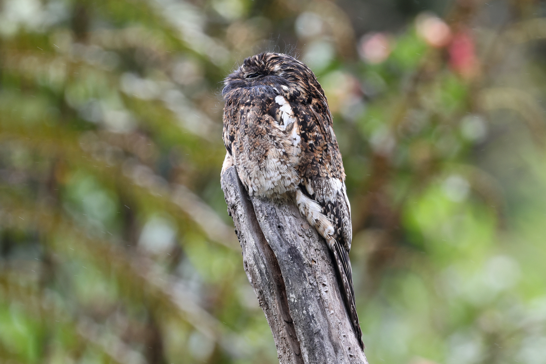 Andean Potoo (image by Trevor Ellery)