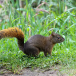 Andean Squirrel (image by Trevor Ellery)