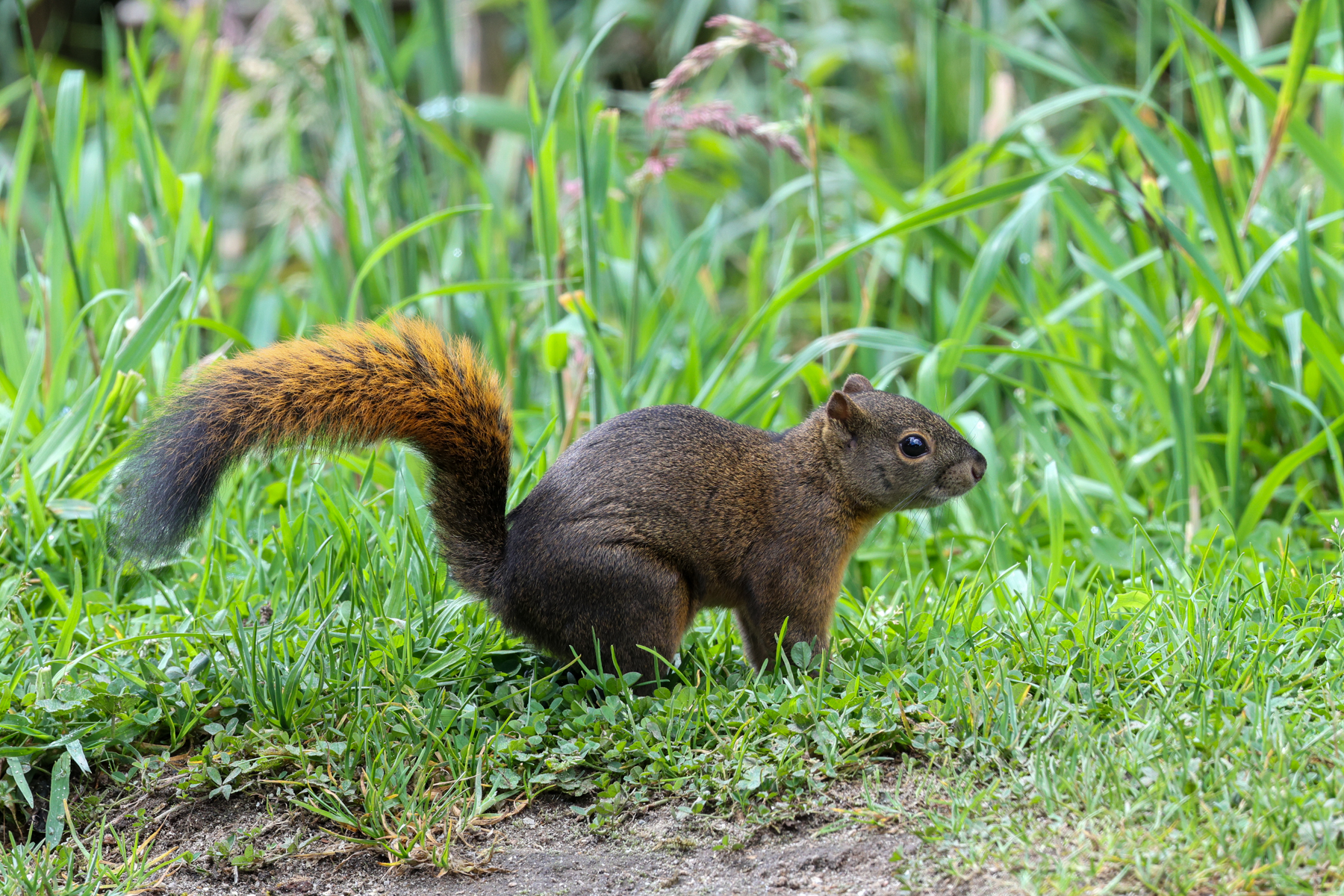 Andean Squirrel (image by Trevor Ellery)