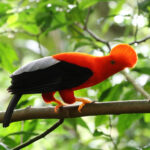 Andean Cock Of The Rock (image by Trevor Ellery)