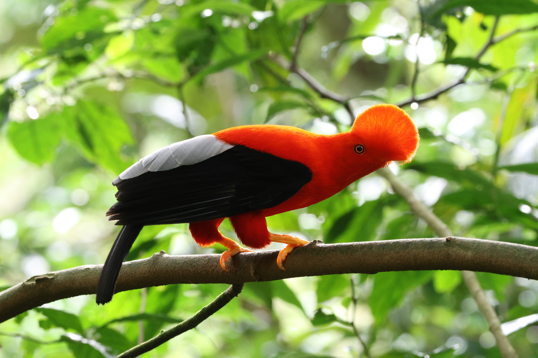 Andean Cock Of The Rock (image by Trevor Ellery)