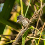 Arrowhead Piculet (image by Eustace Barnes)