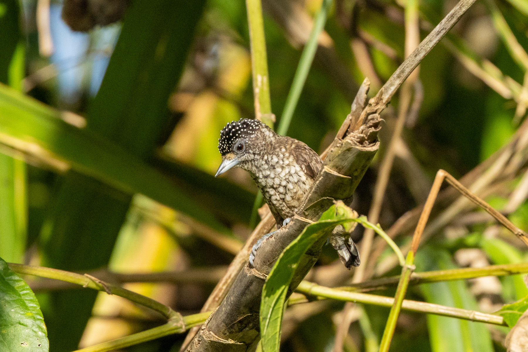 Arrowhead Piculet (image by Eustace Barnes)