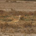 Asian Houbara (image by Hannu Jännes)
