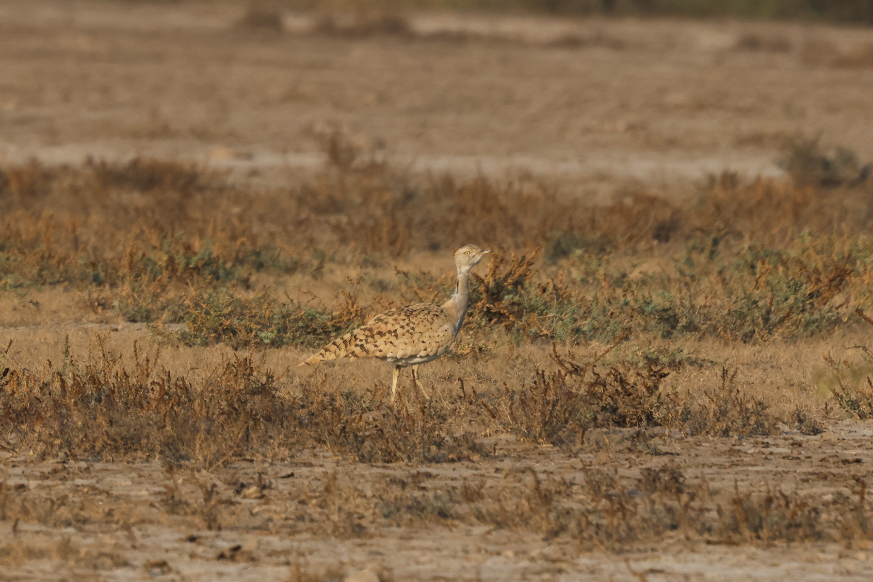 Asian Houbara (image by Hannu Jännes)
