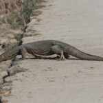 Asian Monitor (image by Hannu Jännes)