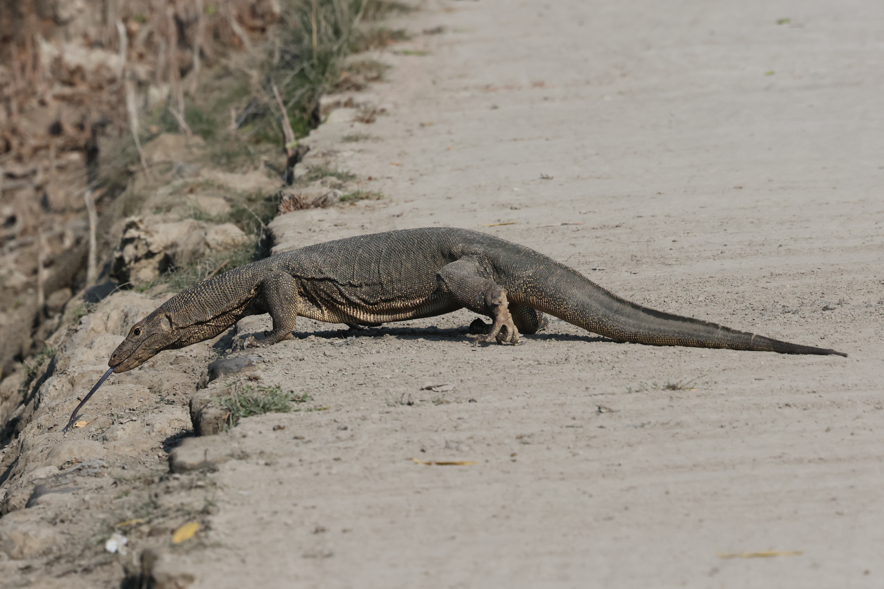 Asian Monitor (image by Hannu Jännes)
