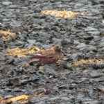 Asian Rosy Finch (image by Dave Farrow)