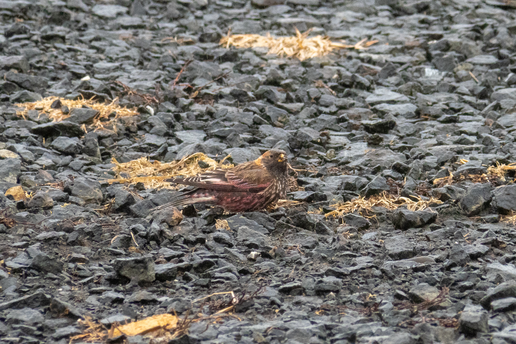 Asian Rosy Finch (image by Dave Farrow)