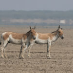 Asian Wild Ass (image by Hannu Jännes)