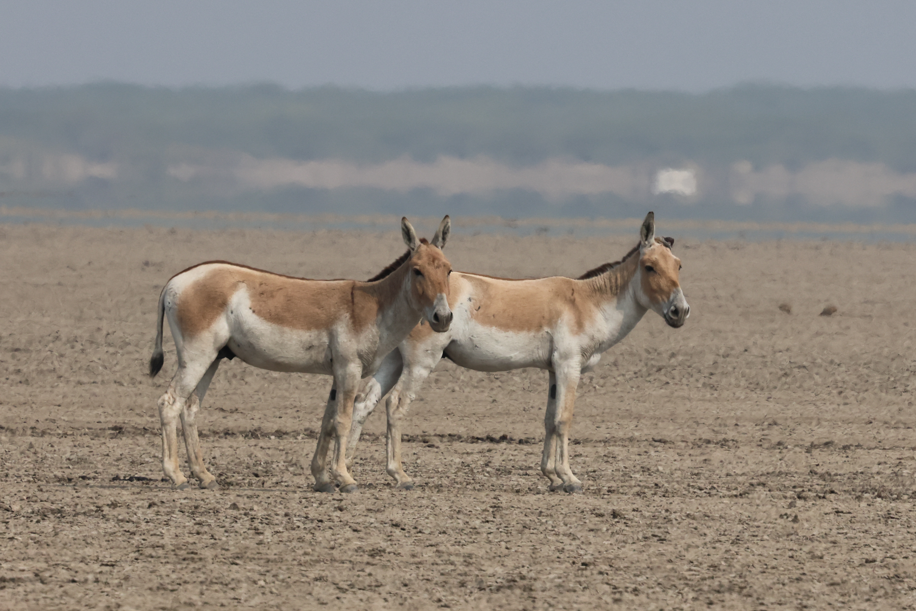 Asian Wild Ass (image by Hannu Jännes)