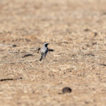 Atlas Wheatear (image by Diedert Koppenol)