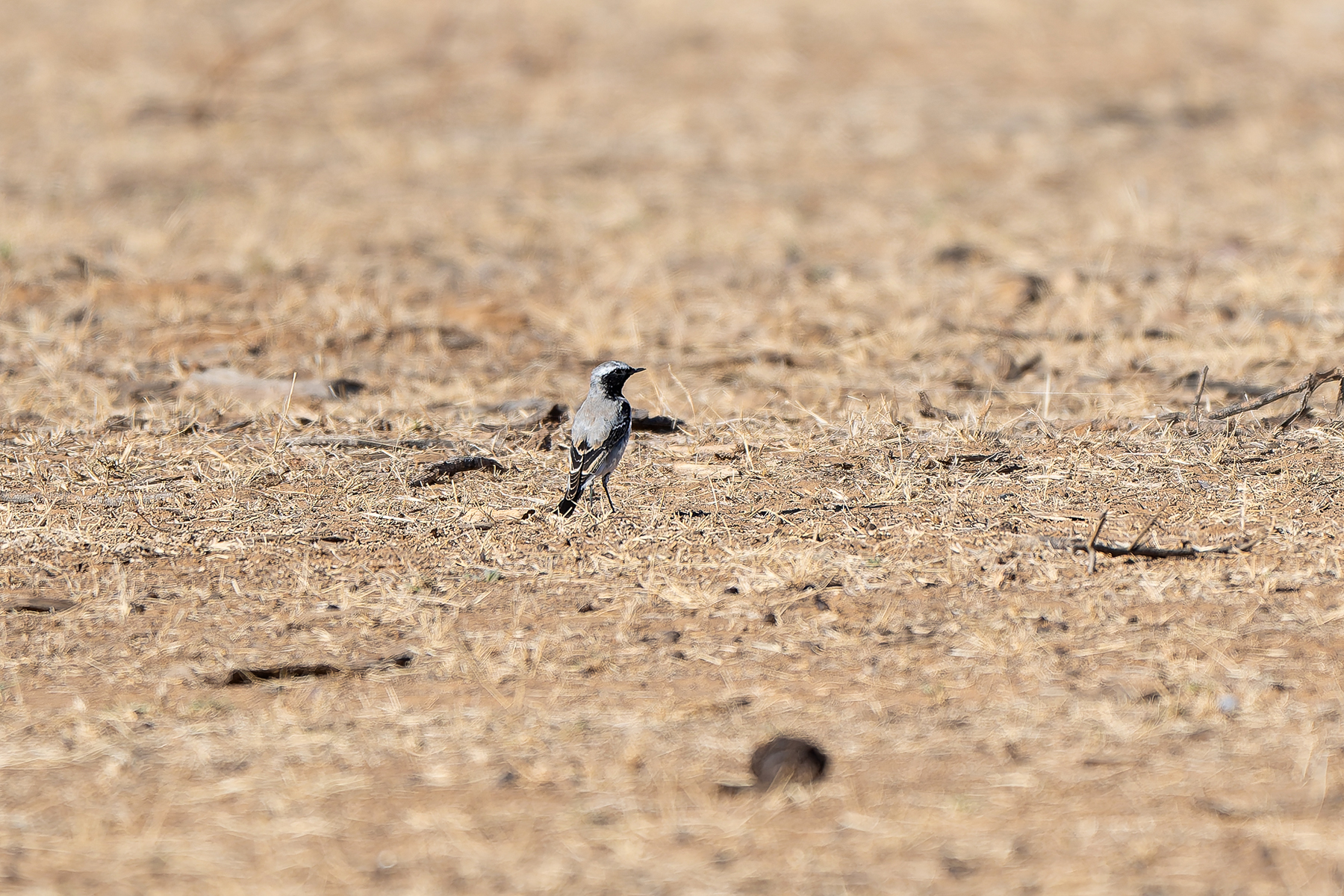 Atlas Wheatear (image by Diedert Koppenol)