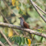 Banded Bay Cuckoo (image by Hannu Jännes)