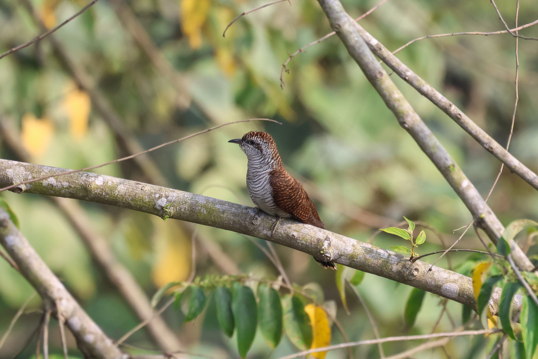 Banded Bay Cuckoo (image by Hannu Jännes)