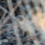 Banded Mongoose (image by Diedert Koppenol)