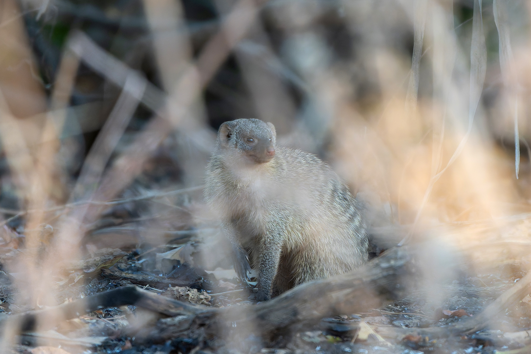 Banded Mongoose (image by Diedert Koppenol)