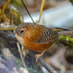 Bar-winged Wren-Babbler (image by Craig Robson)