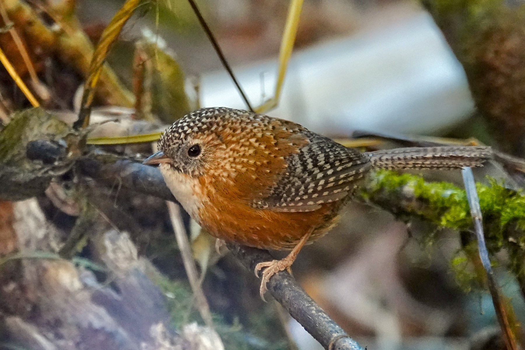 Bar-winged Wren-Babbler (image by Craig Robson)