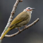 Bare-faced Bulbul (image by Vincent van der Spek)