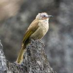 Bare-faced Bulbul (image by Vincent van der Spek)