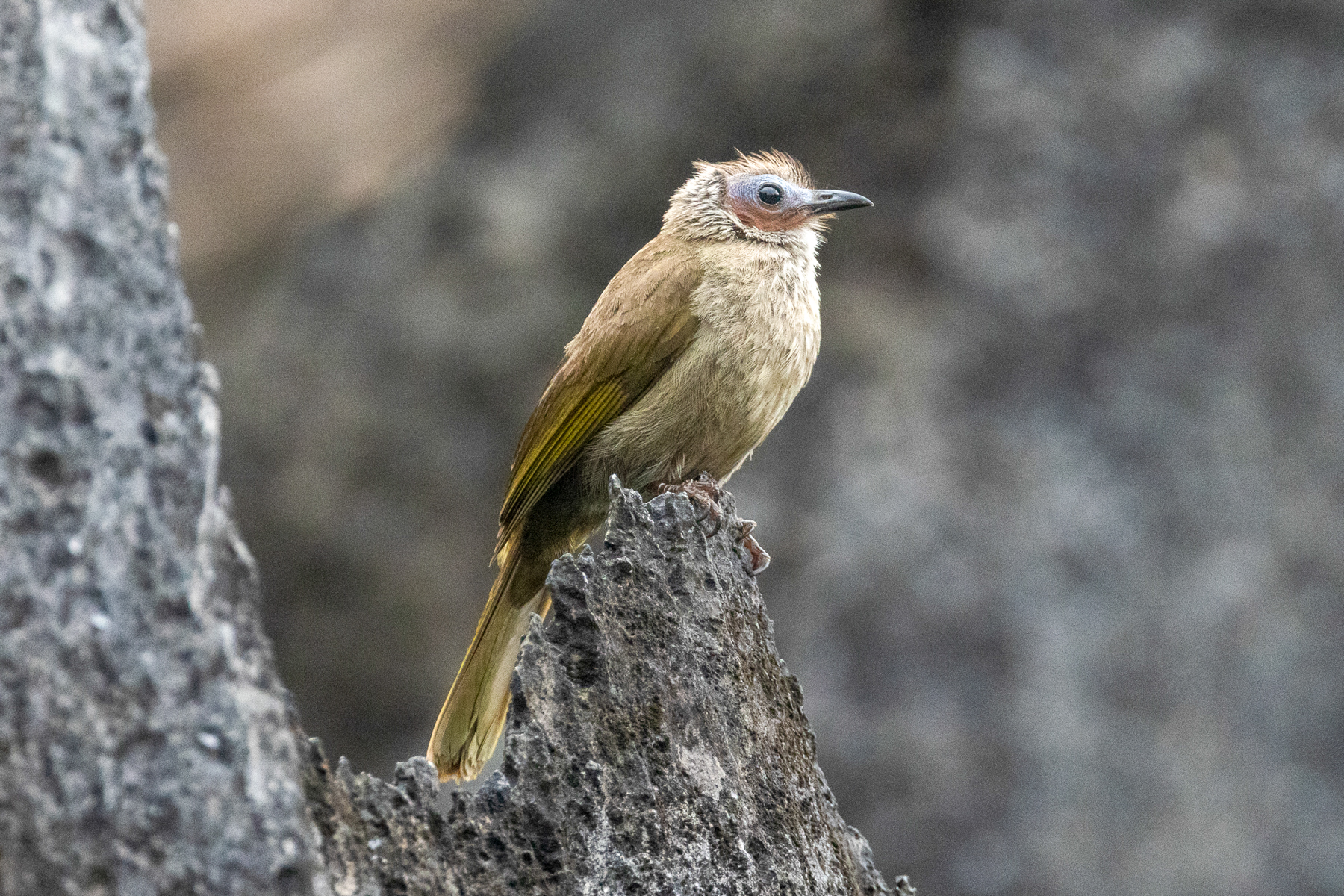 Bare-faced Bulbul (image by Vincent van der Spek)