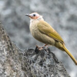 Bare-faced Bulbul (image by Vincent van der Spek)