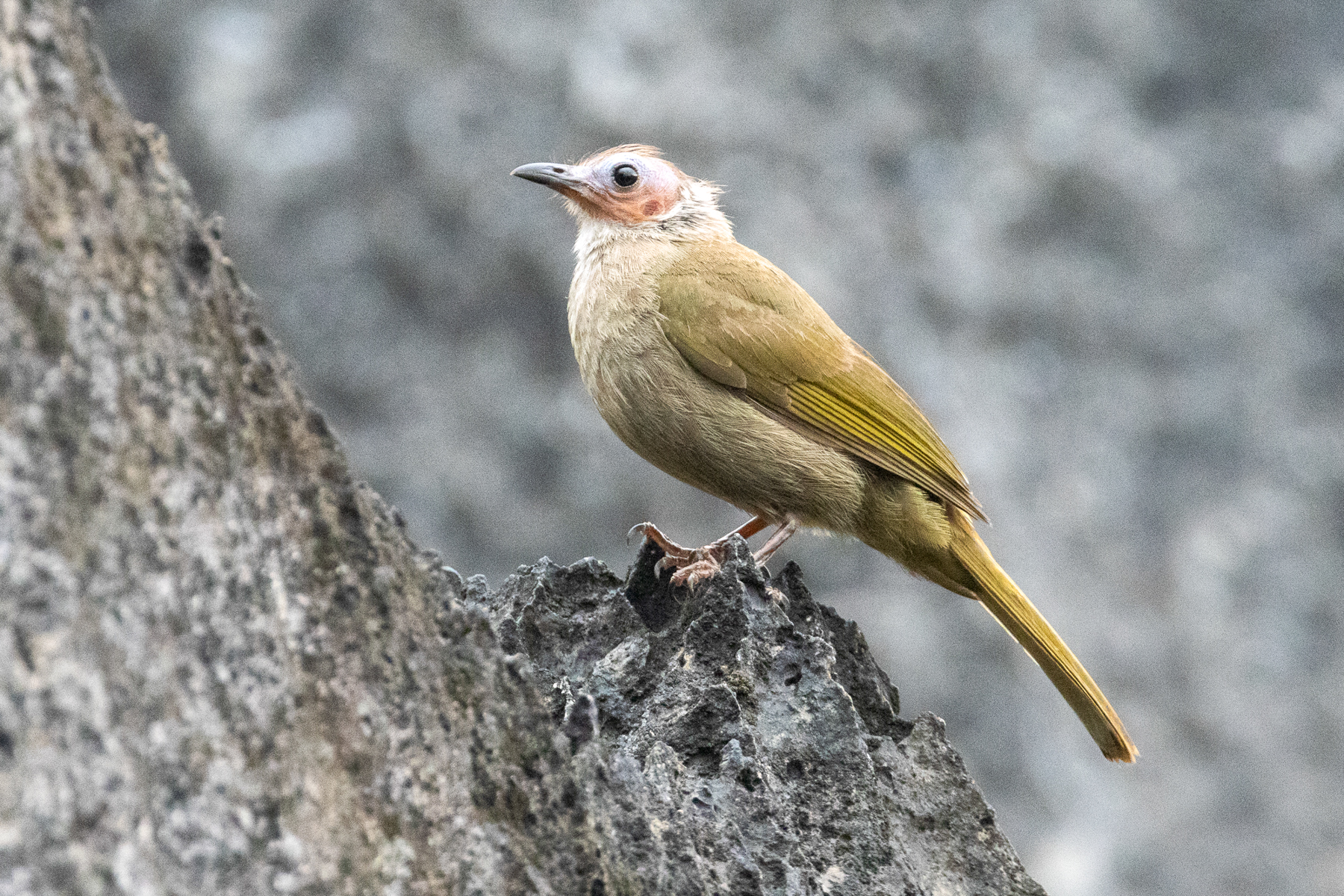 Bare-faced Bulbul (image by Vincent van der Spek)