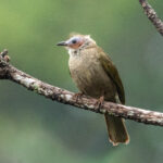 Bare-faced Bulbul (image by Vincent van der Spek)