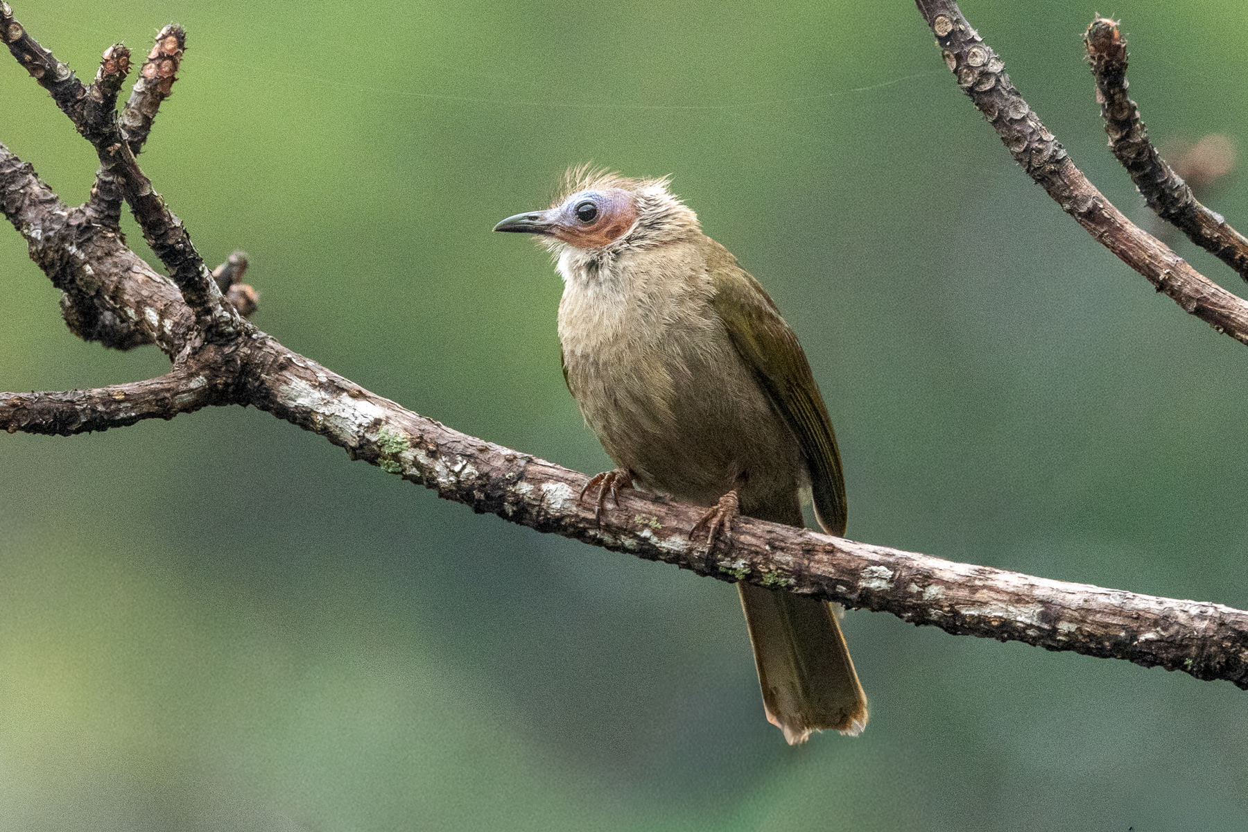 Bare-faced Bulbul (image by Vincent van der Spek)