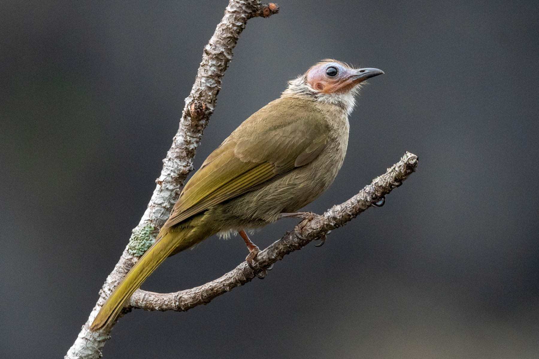 Bare-faced Bulbul (image by Vincent van der Spek)