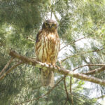 Barking Owl (image by Phil Hansbro)